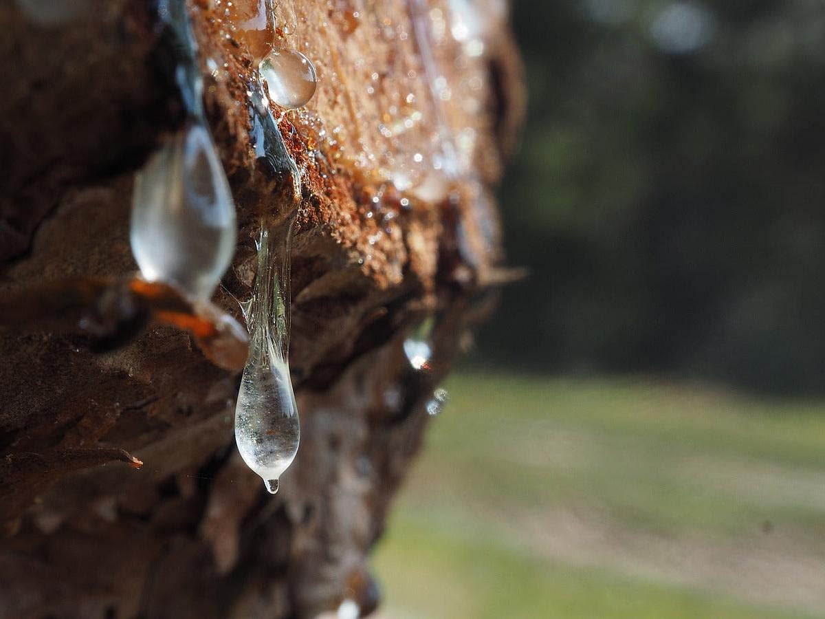What Can Trementina (Pinon Resin) Sap Do For You? | By Robin Creations