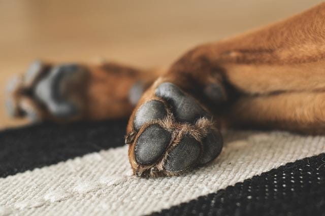Hot Pavement Awareness For Your Pet