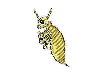 How To Get Rid Of Lice Naturally!