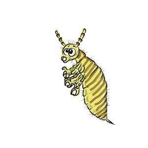 How To Get Rid Of Lice Naturally!