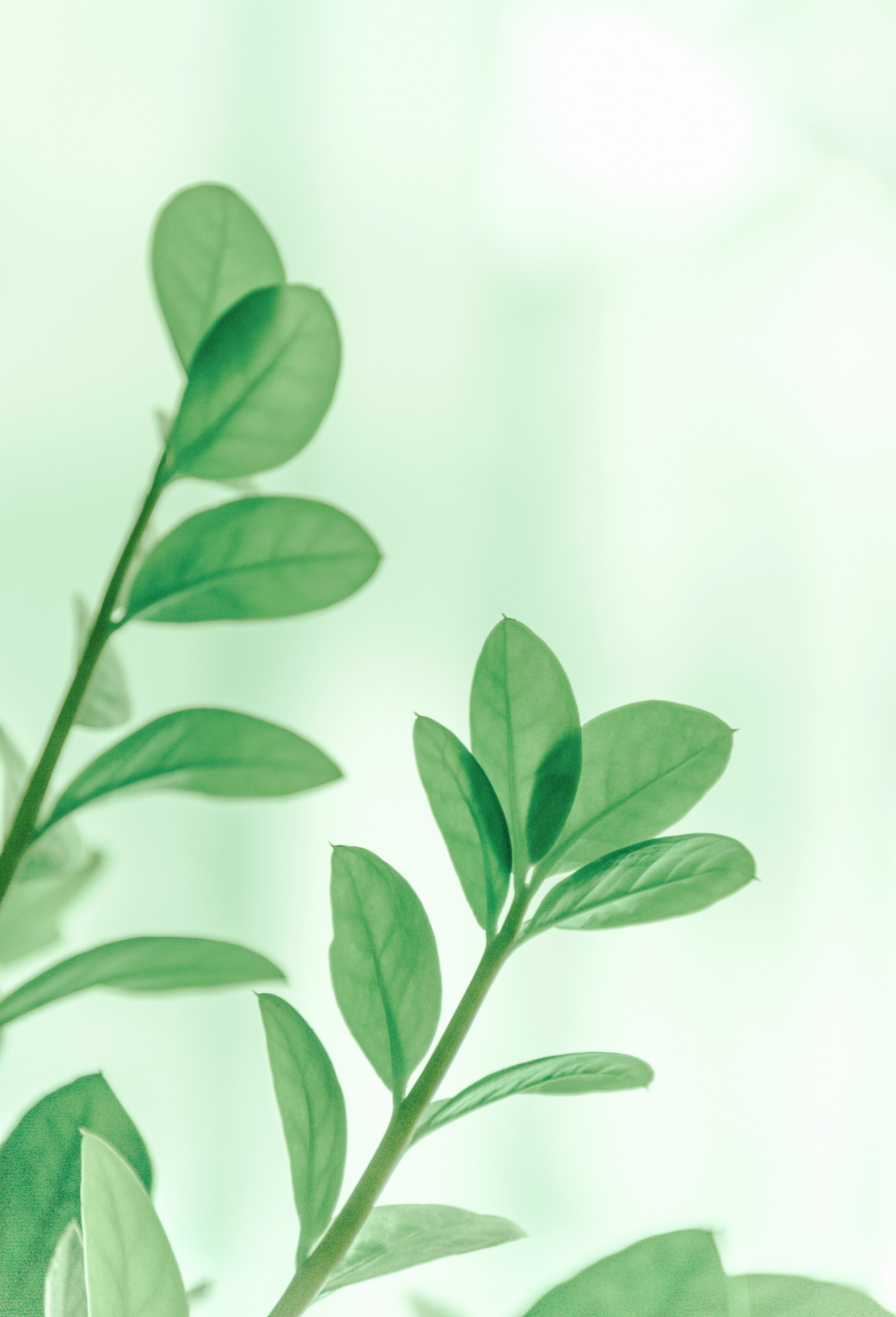 Fight Allergies Naturally! | By Robin Creations