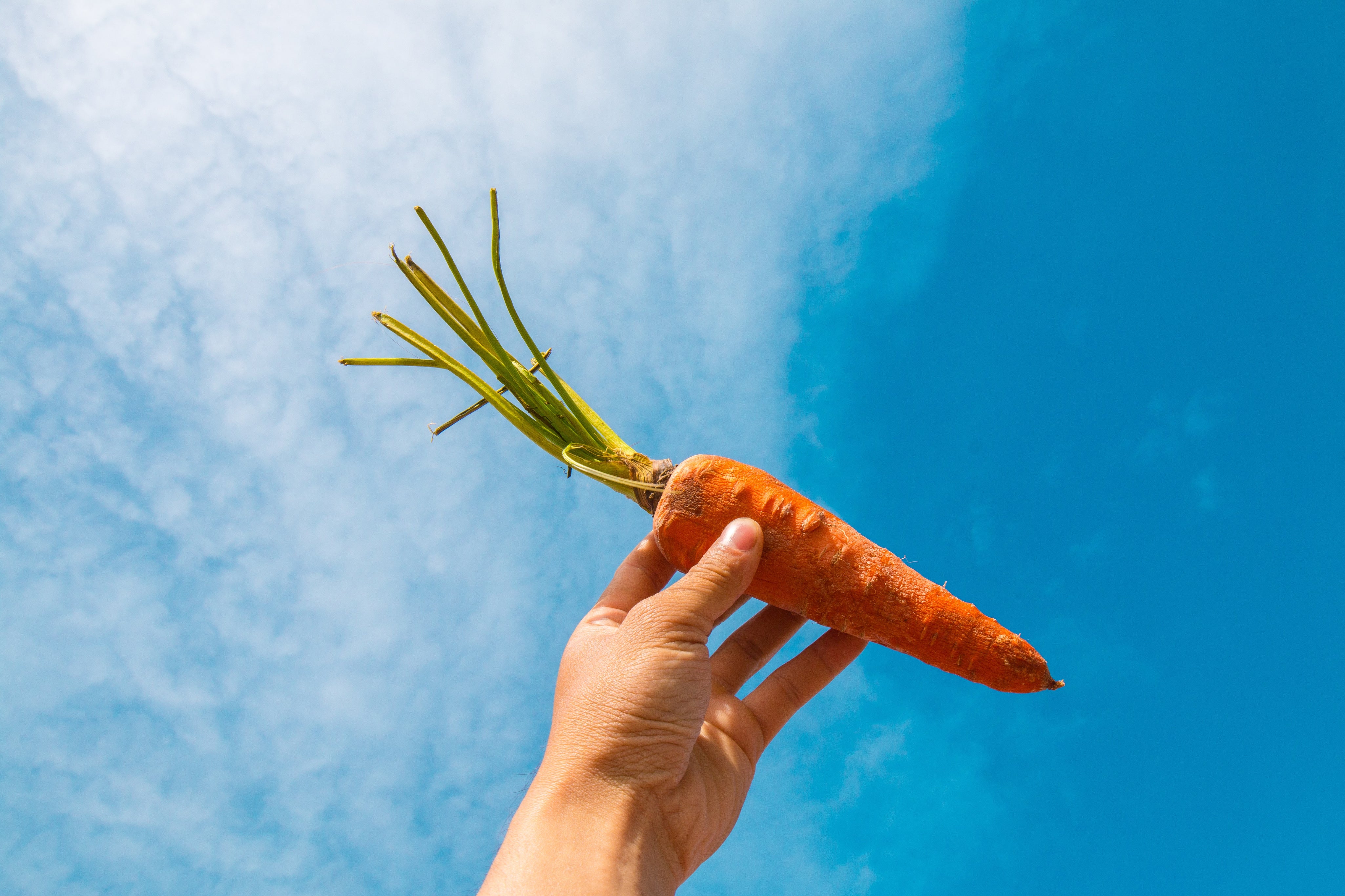 Carrot Seed Oil and Its Uses