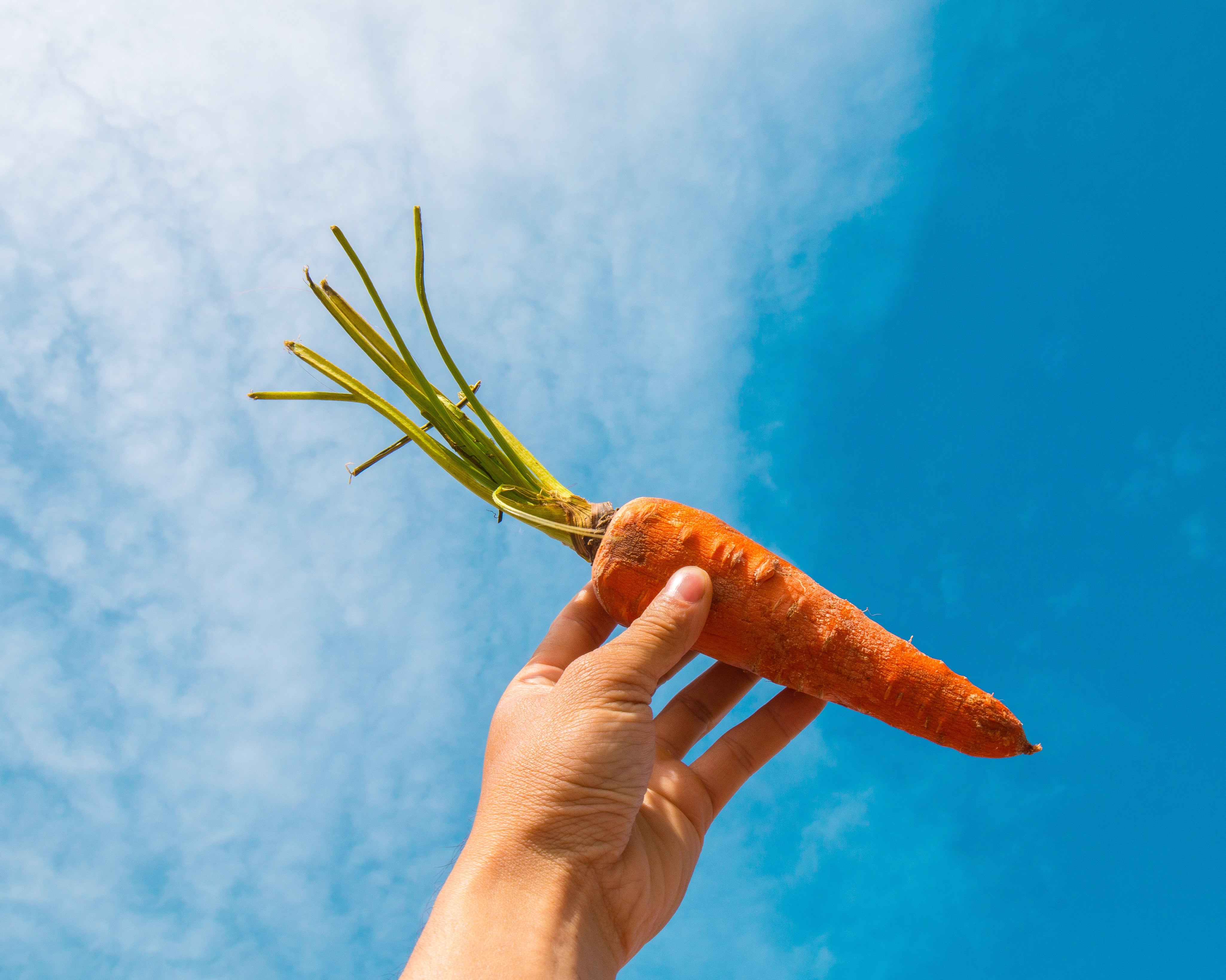 Carrot Seed Oil and Its Uses