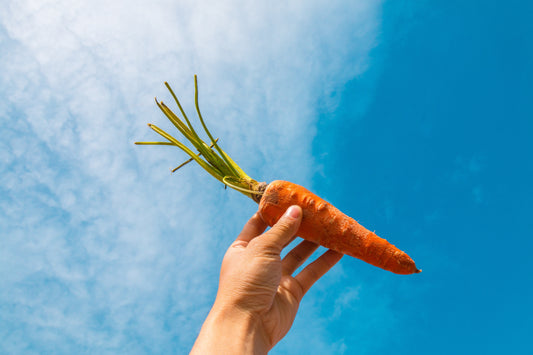 Carrot Seed Oil and Its Uses