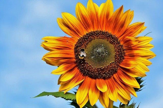 Plant a Beneficial Garden This Year