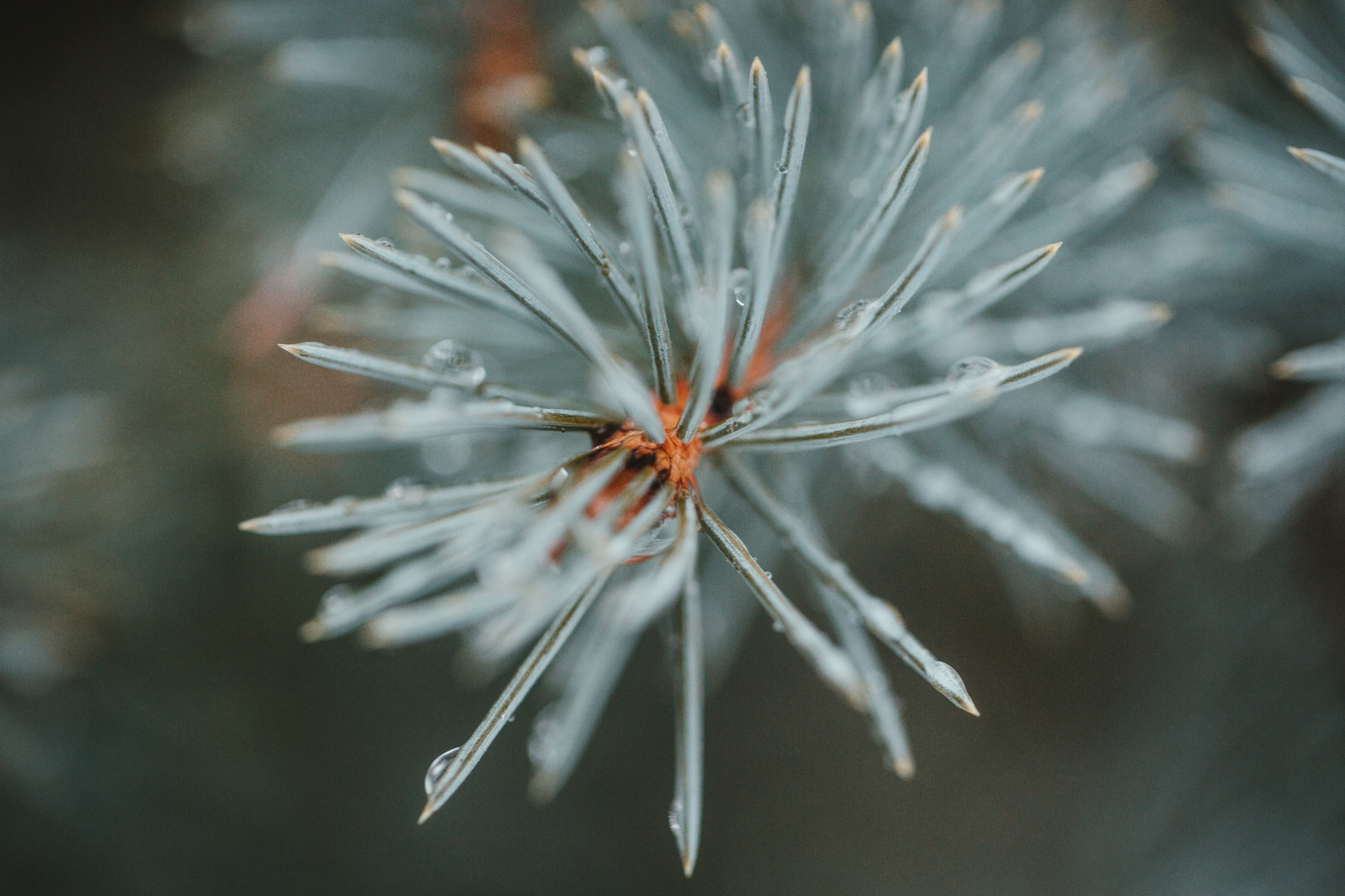 Blue Spruce Bath Soak