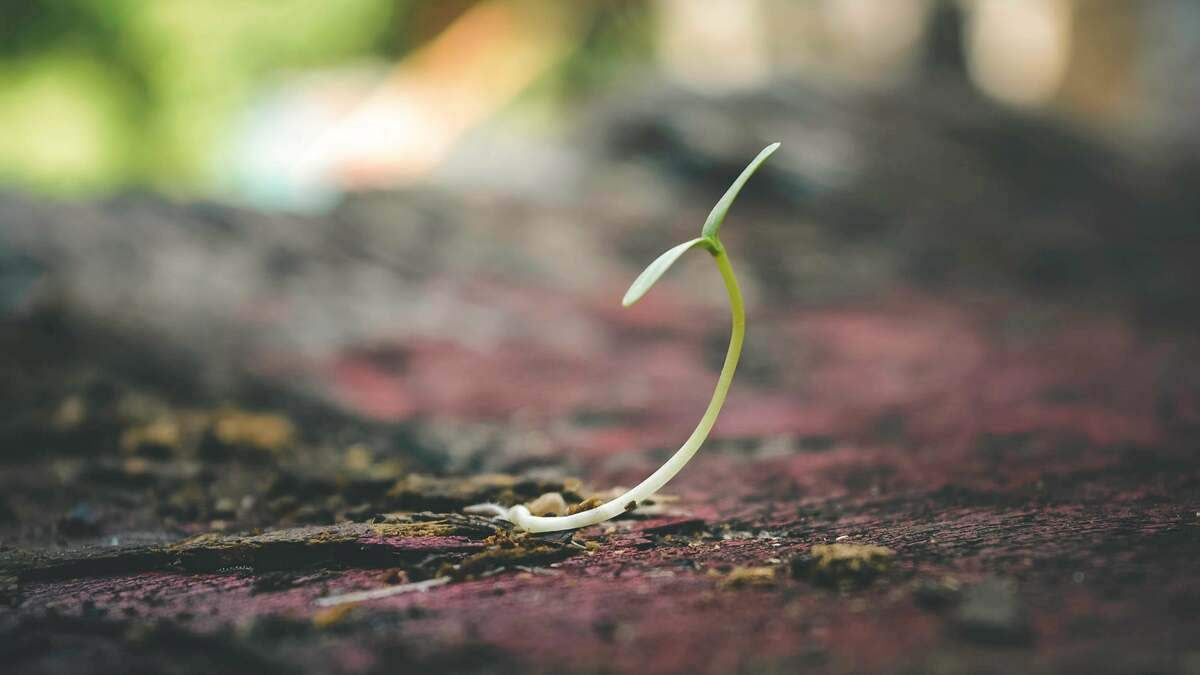 DIY Seed Paper