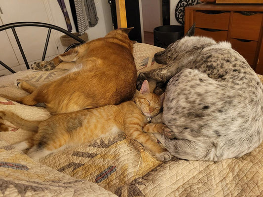 Essential Oils and Your Pet