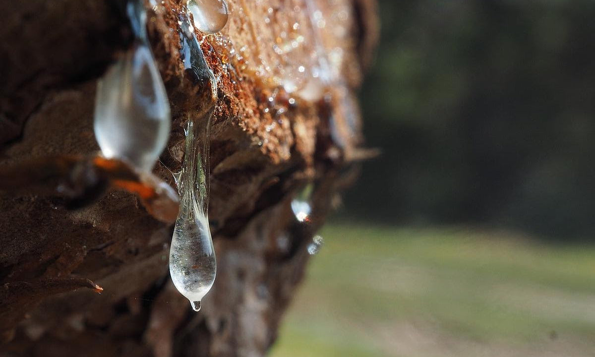 What Can Trementina (Pinon Resin) Sap Do For You?