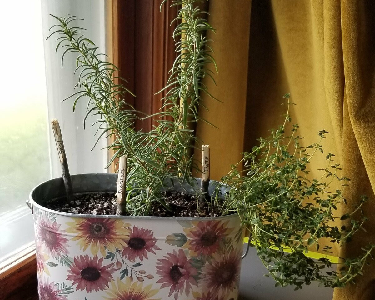 DIY Winter Herb Garden