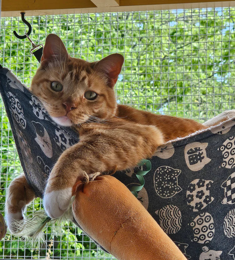 Aspen_hammock.webp