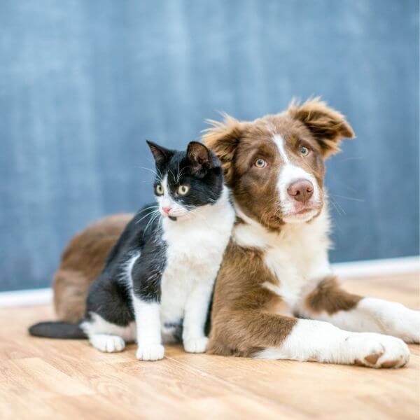 Pet Care | By Robin Creations